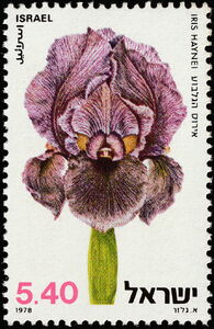 Gilboa Iris (Iris haynei)