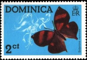 Scarlet Leafwing (Siderone nemesis)