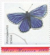 Common blue Butterfly (Polyommatus icarus)