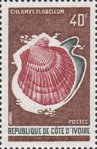 Scallop (Chlamys flabellum)