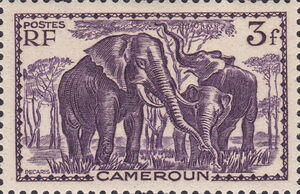 African Elephant (Loxodonta africana)