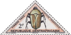 Rose Chafer (Cetonia aurata)