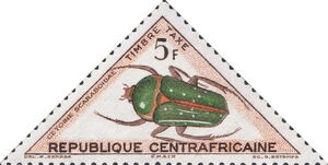 Spotted Flower Beetle (Stephanorrhina guttata)