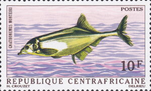 Monteiri's Bulldog (Gnathonemus monteiri)