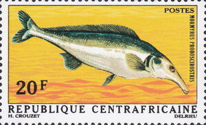 Senegal Mormyrid (Mormyrus proboscirostris)