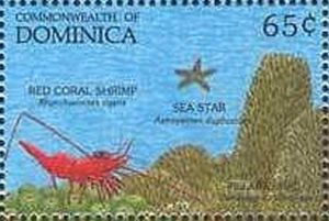 Two-spined Sea Star (Astropecten duplicatus), Shrimp