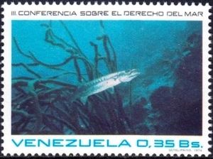 Great Barracuda (Sphyraena barracuda)