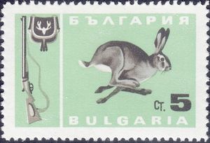 European Hare (Lepus europaeus)