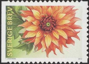 Dahlias