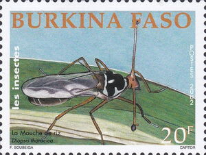 Stalk-eyed Fly (Diopsis thoracica)