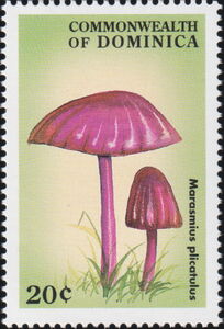 Marasmius Plicatulus