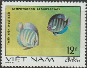 Blue Discus (Symphysodon aequifasciata)