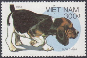 Basset (Canis lupus familiaris)