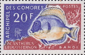 Powder Blue Tang (Acantharus leucosternon)