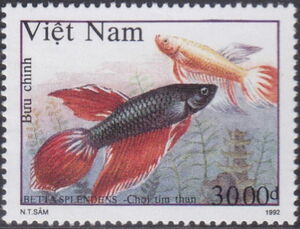 Dark-violet Siamese Fighting Fish (Betta splendens)