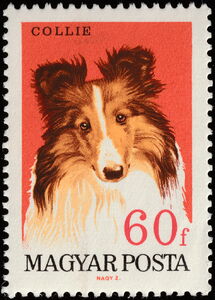 Collie (Canis lupus familiaris)