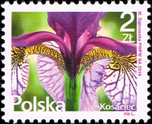 Iris (Iris sp.)