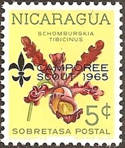 Schomburgkia tibicinus overprinted