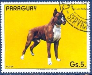 German Boxer (Canis lupus familiaris)