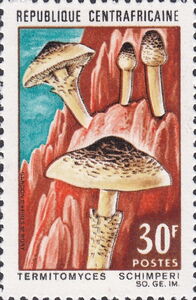 Termitomyces schimperi