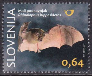 Lesser Horseshoe Bat (Rhinolophus hipposideros)