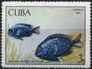 Yellowtail Damselfish (Microspathodon chrysurus)