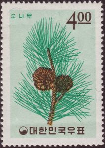 Pine Branch and Cones