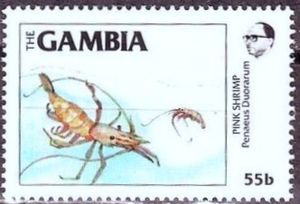 Pink Shrimp (Penaeus duorarum)