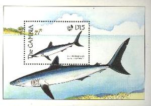 Shortfin Mako Shark (Isurus oxyrinchus)