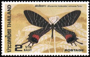 Bhutan Glory (Bhutanitis lidderdalii)
