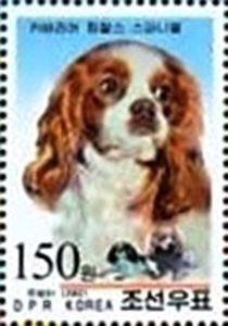 Cavalier-King-Charles-Spaniel (Canis lupus familiaris)
