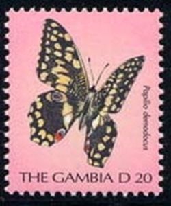 Citrus Swallowtail (Papilio demodocus)