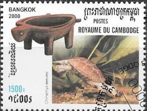 Chinese Pond Turtle (Chinemys reevesi)