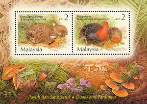 Chestnut-necklaced Partridge (Arborophila charltonii), Crims