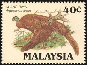 Great Argus Pheasant (Argusianus argus)