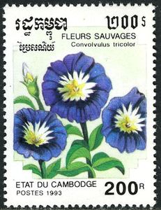 Convolvulus tricolor