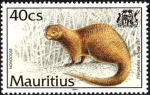 Indian Grey Mongoose (Herpestes edwardsii)