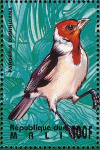 Red-cowled Cardinal (Paroaria dominicana)