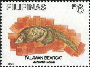 Palawan Bearcat (Arctictis whitei)