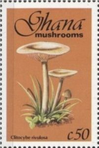 Cep (Clitocybe rivulosa)