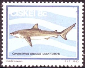 Dusky Shark (Carcharhinus obscurus)