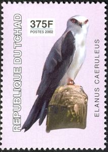 Black-winged Kite (Elanus caeruleus)