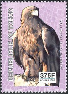 Golden Eagle (Aquila chrysaetos)