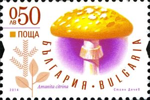 Amanita citrina