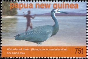 White-faced Heron (Notophoyx novaehollandiae)