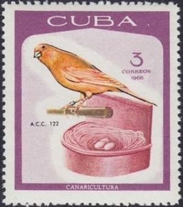 Domestic Canary (Serinus canaria forma domestica)