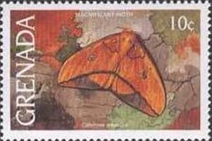 Moth (Citheronia magnifica)