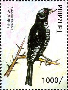 White-billed Buffalo Weaver (Bubalornis albirostris)