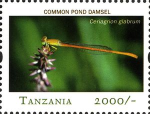 Common Pond Damsel (Ceriagrion glabrum)