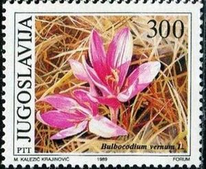 Bulbocodium vernum L.